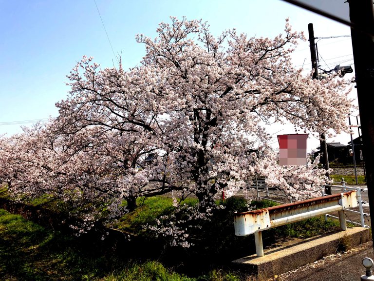 桜並木