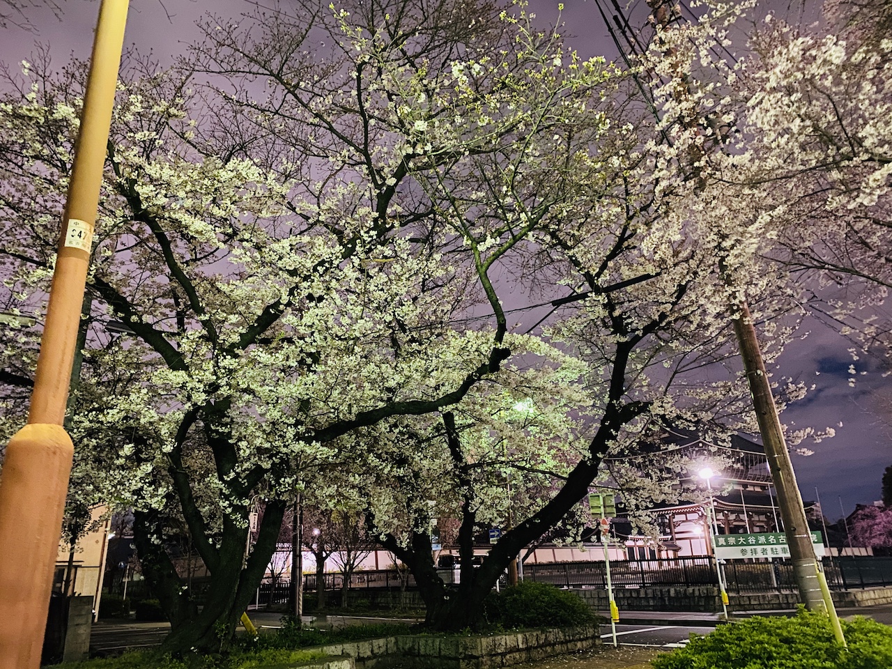 夜桜